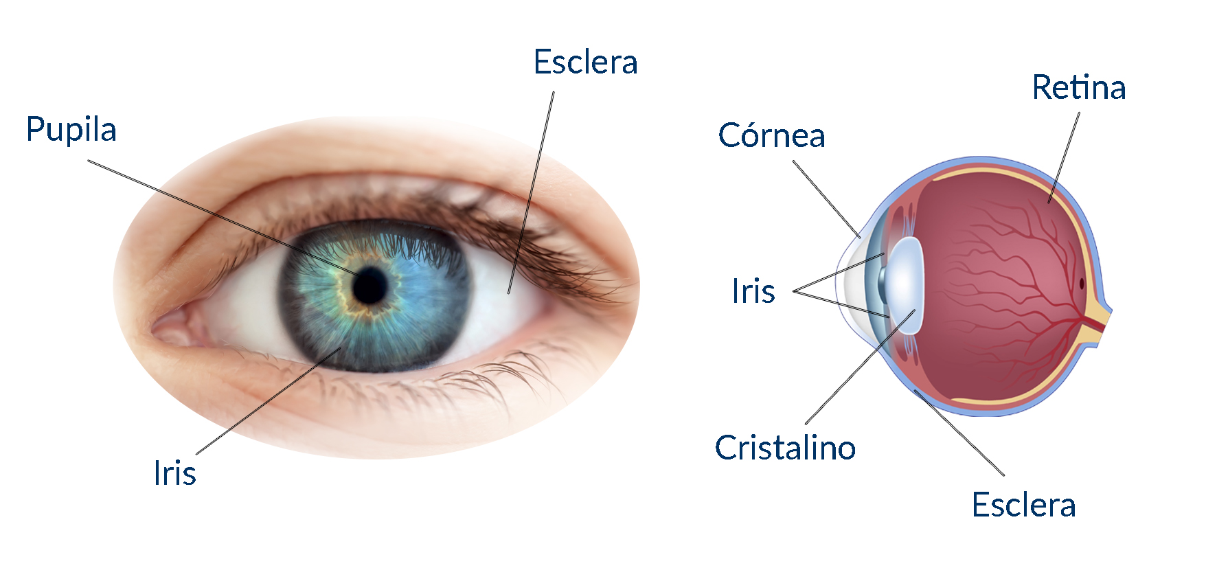 EYE-Parts