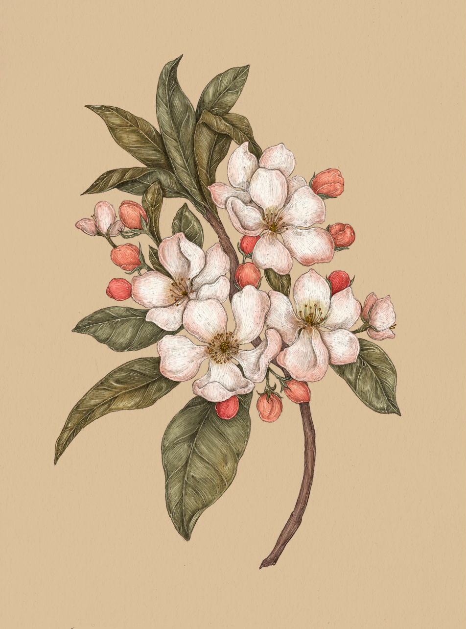 Apple Blossom – Malus