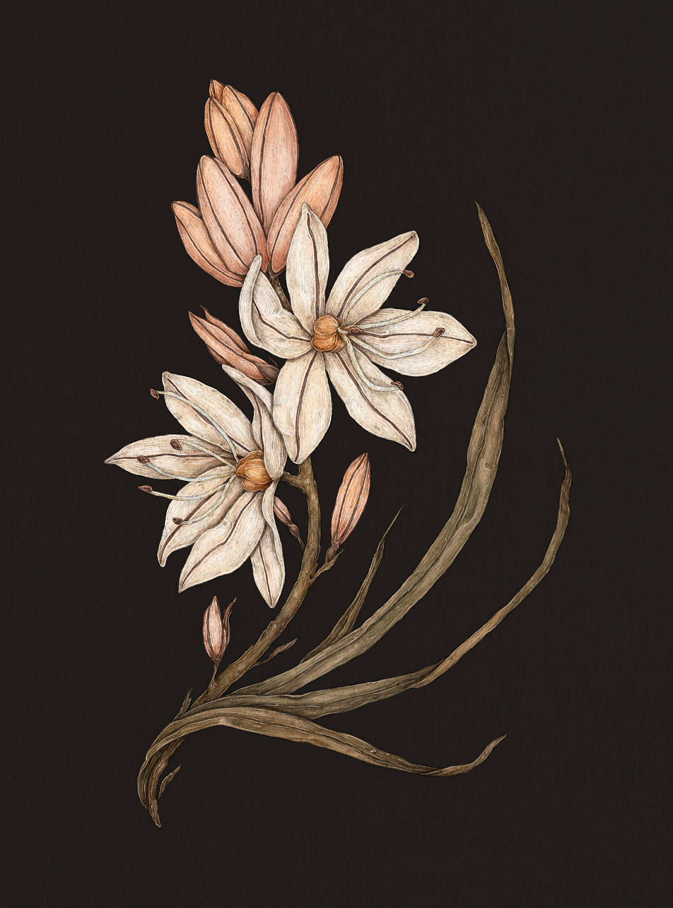 Apple Blossom – Malus