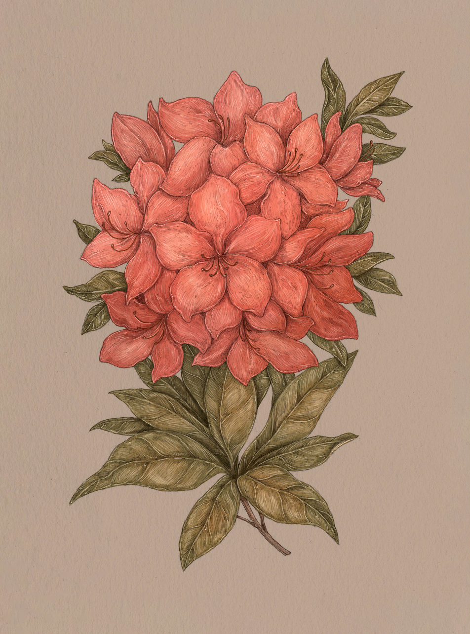 Apple Blossom – Malus