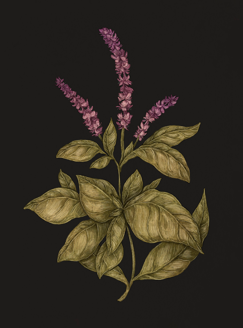 Apple Blossom – Malus