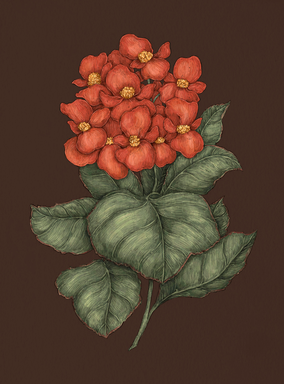 Apple Blossom – Malus