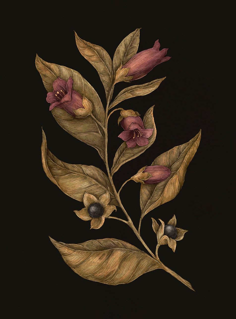Apple Blossom – Malus