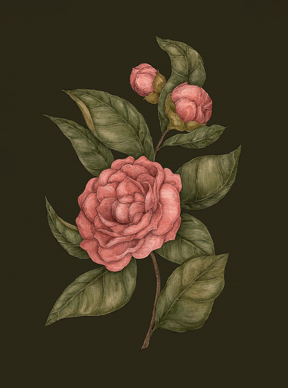 Apple Blossom – Malus