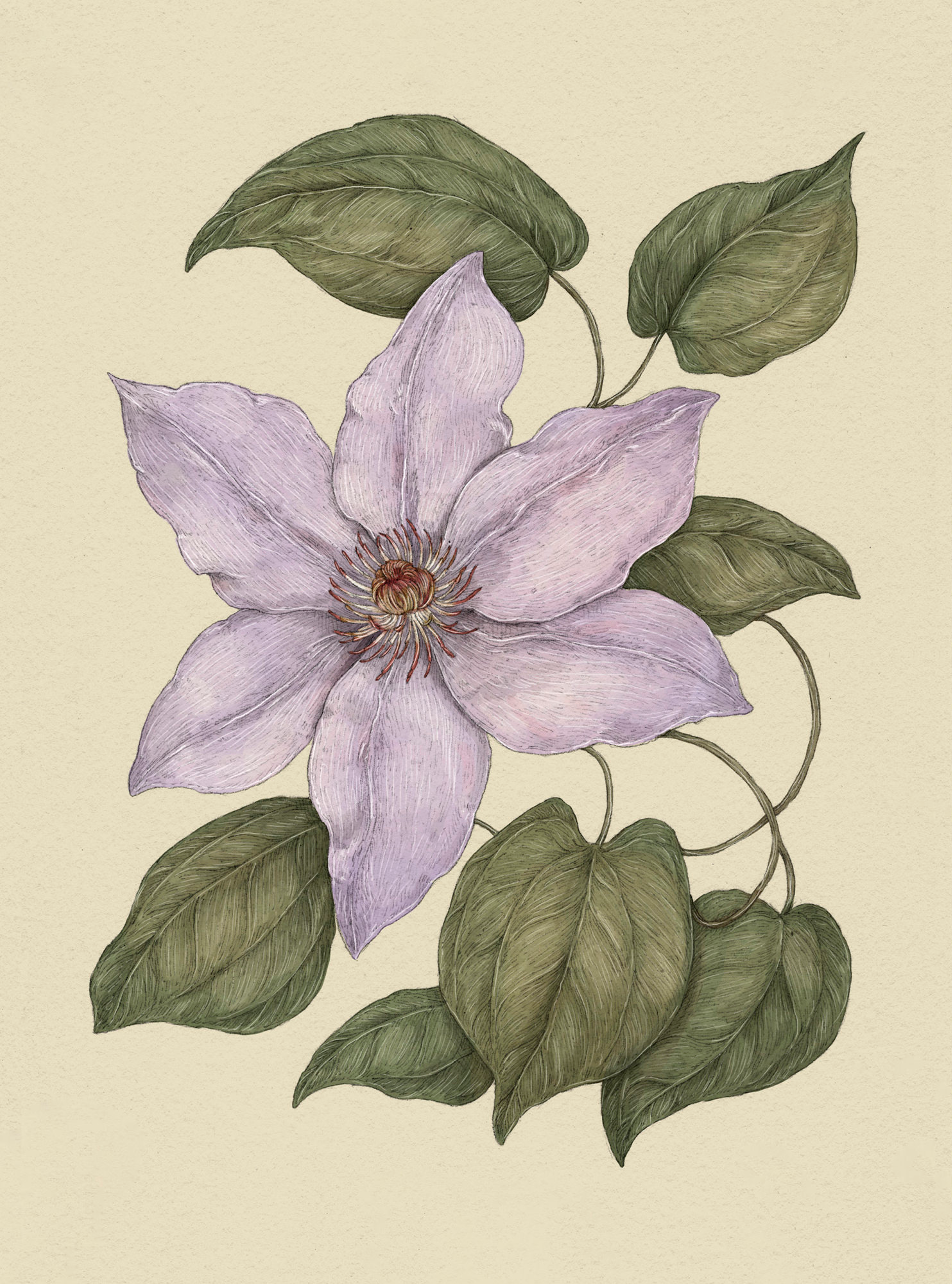 Apple Blossom – Malus