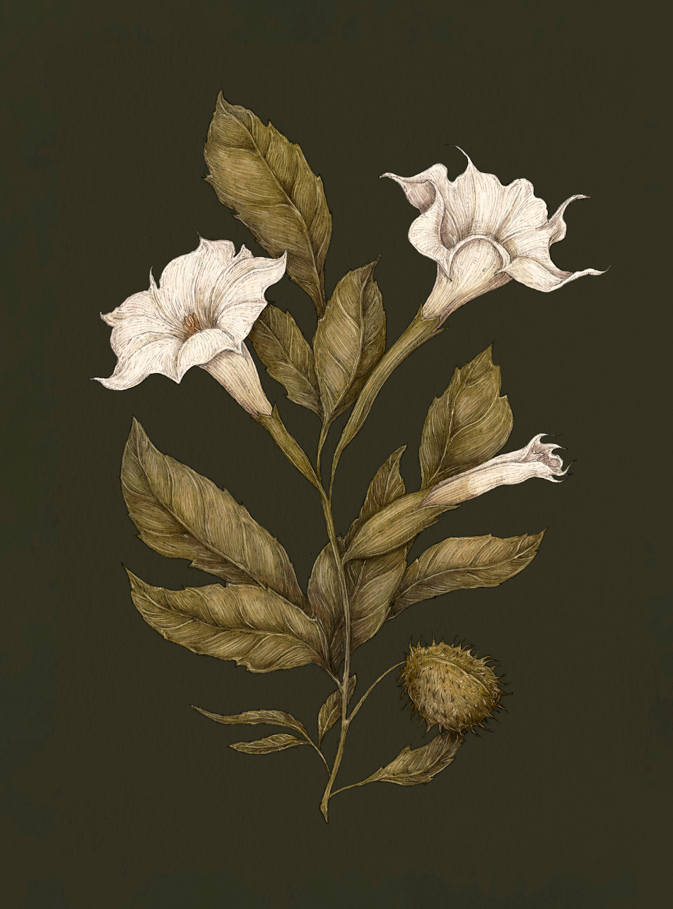 Apple Blossom – Malus