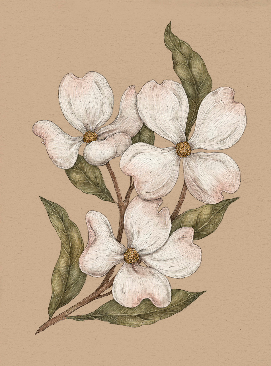 Apple Blossom – Malus
