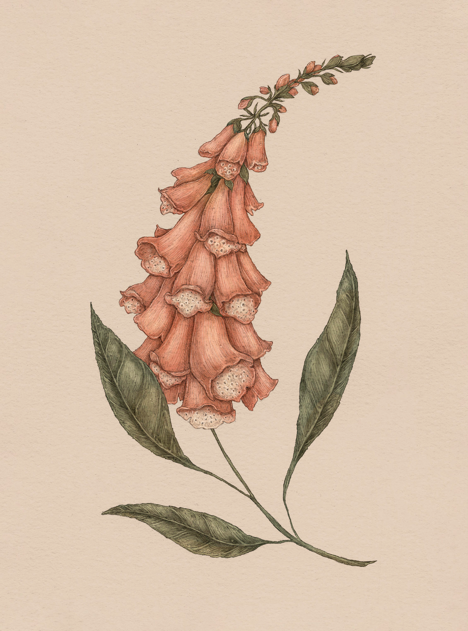 Apple Blossom – Malus