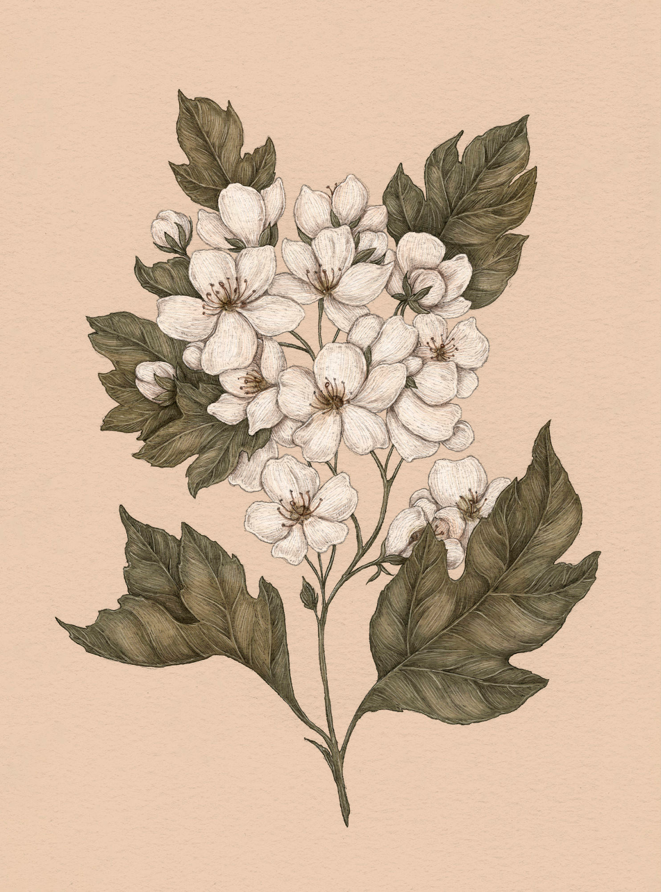 Apple Blossom – Malus