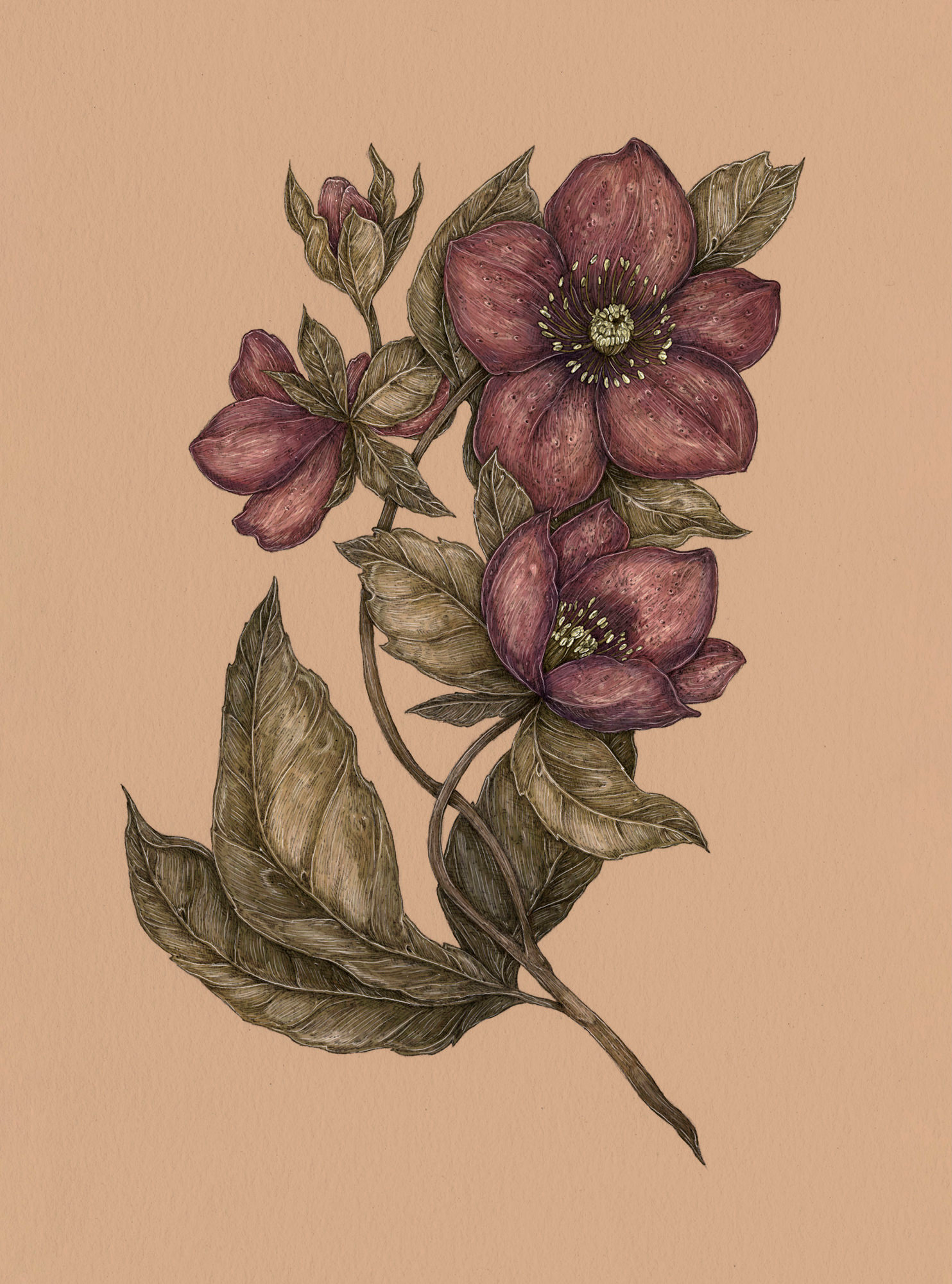 Apple Blossom – Malus