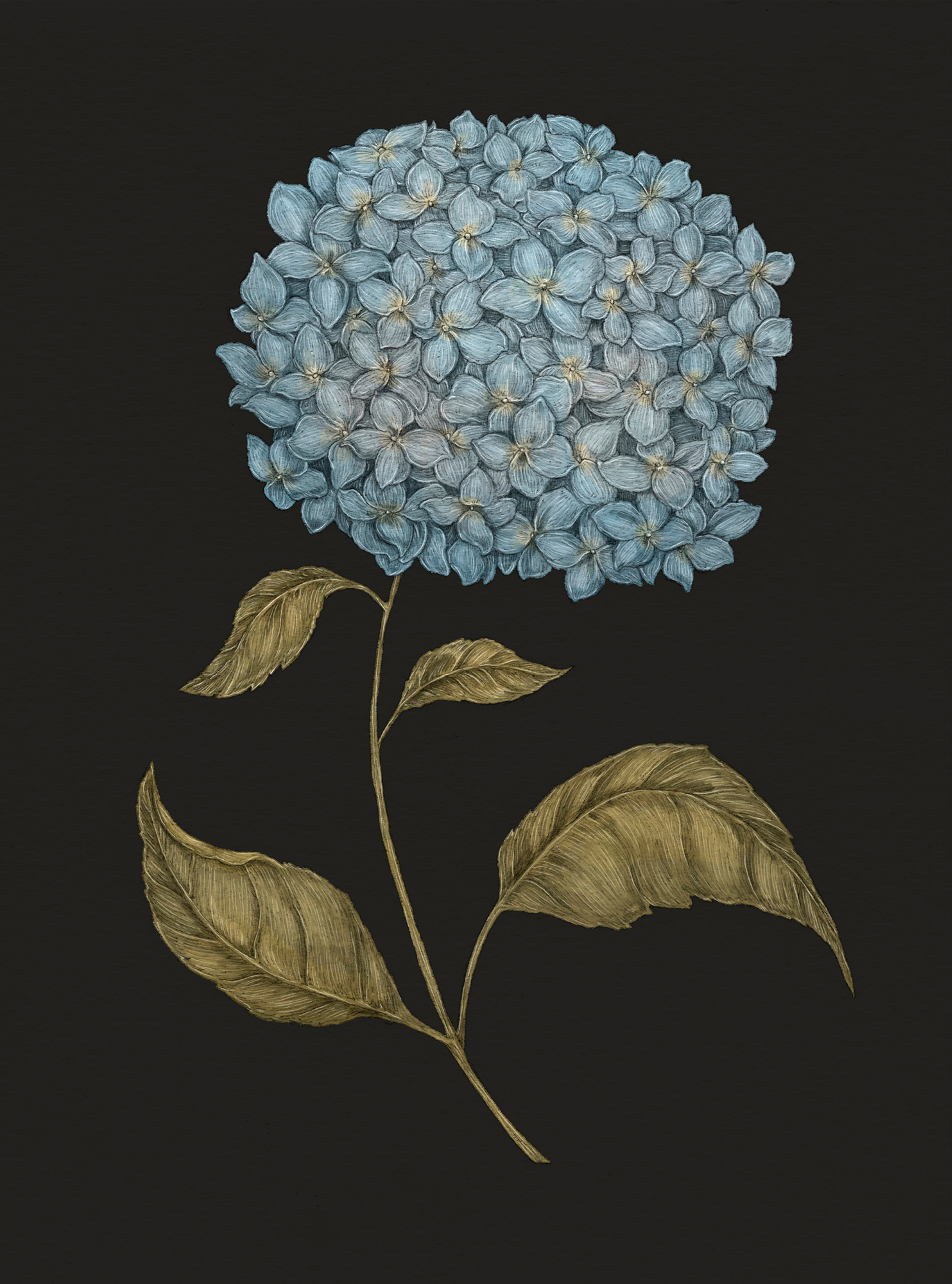 Apple Blossom – Malus