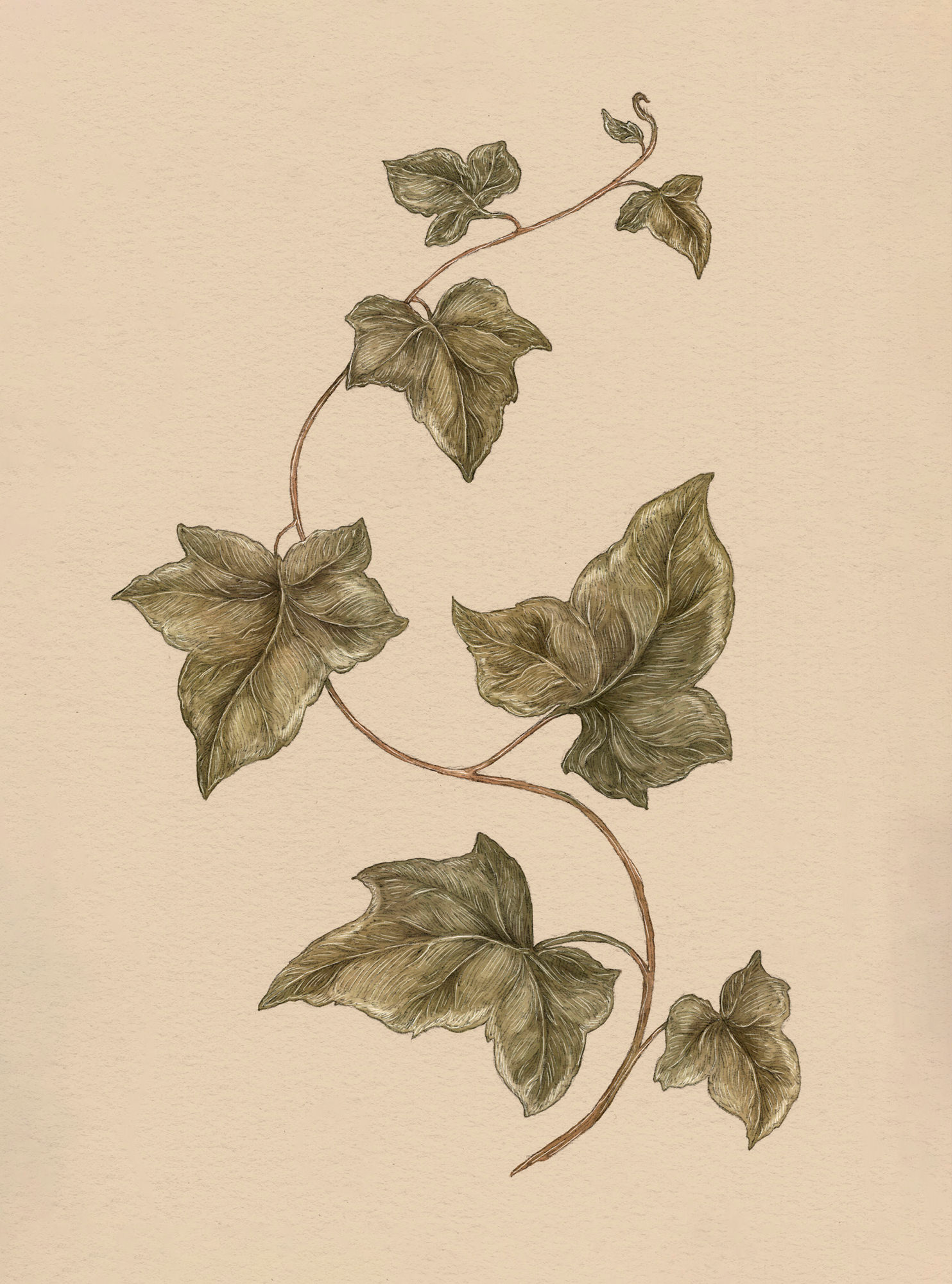 Apple Blossom – Malus