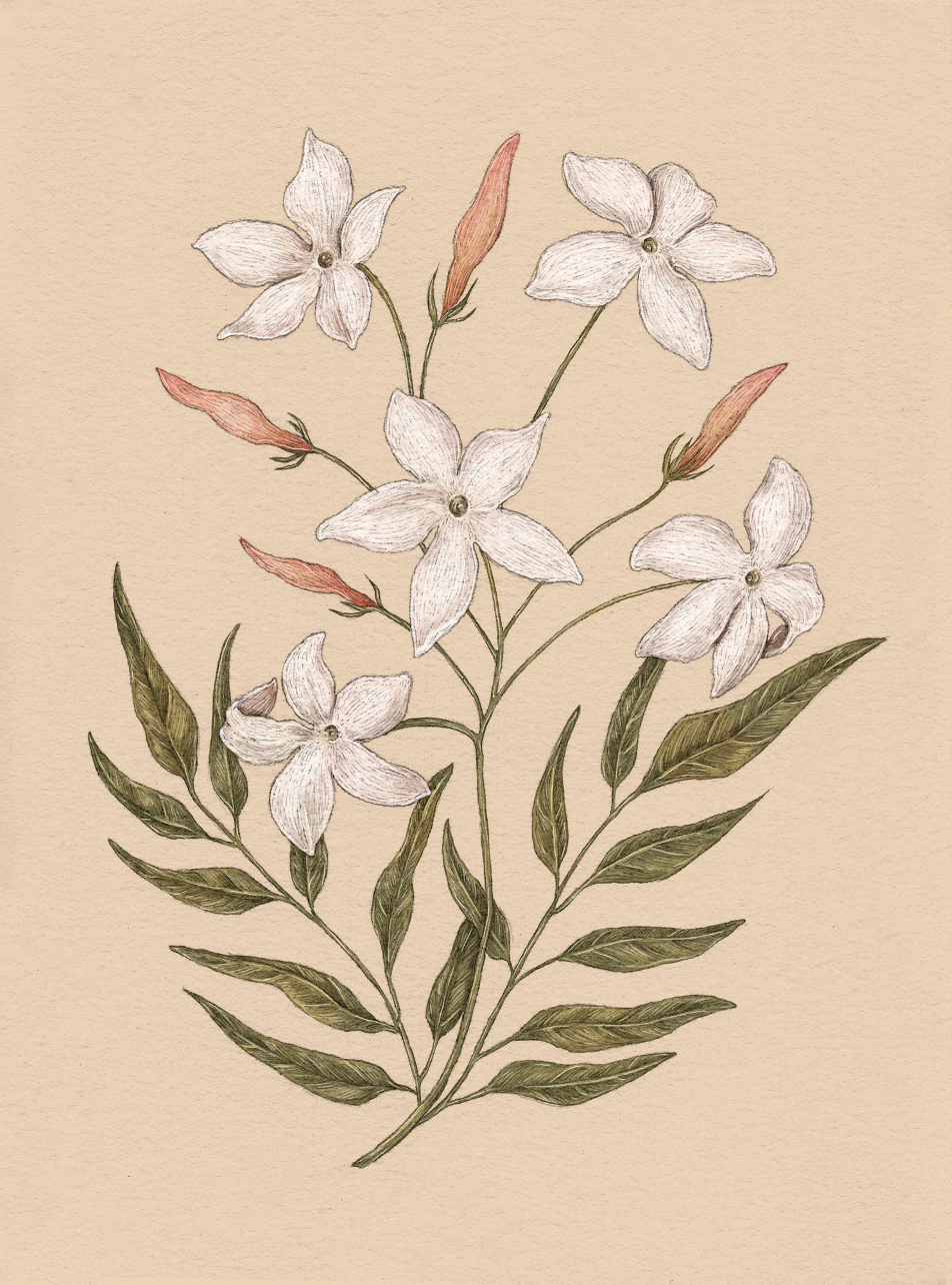 Apple Blossom – Malus