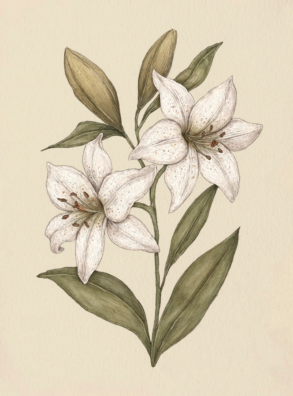 Apple Blossom – Malus
