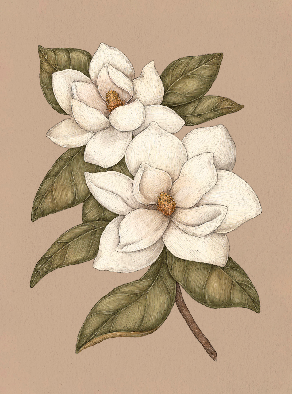 Apple Blossom – Malus