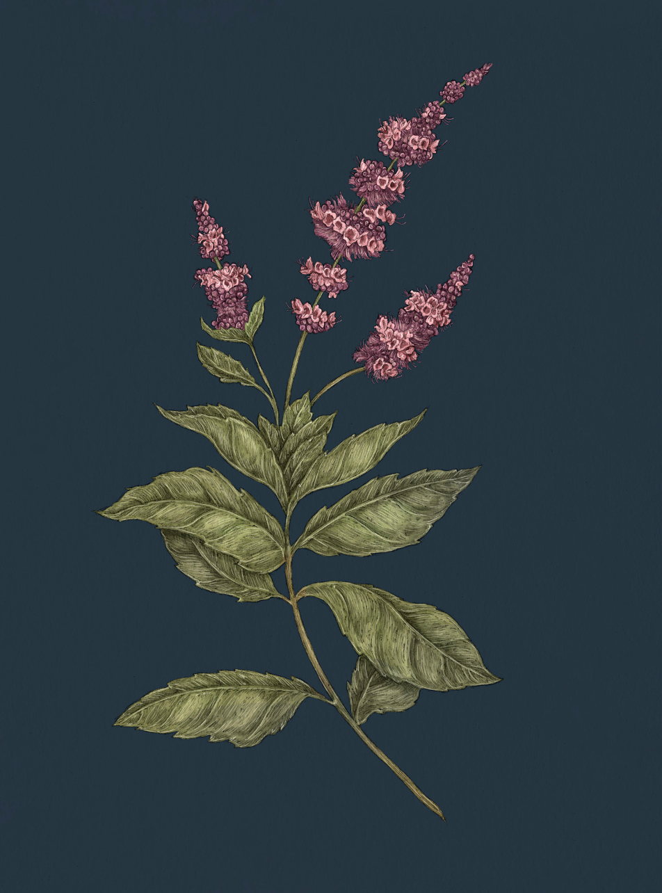 Apple Blossom – Malus