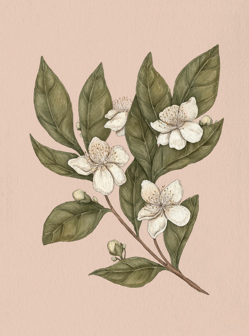 Apple Blossom – Malus