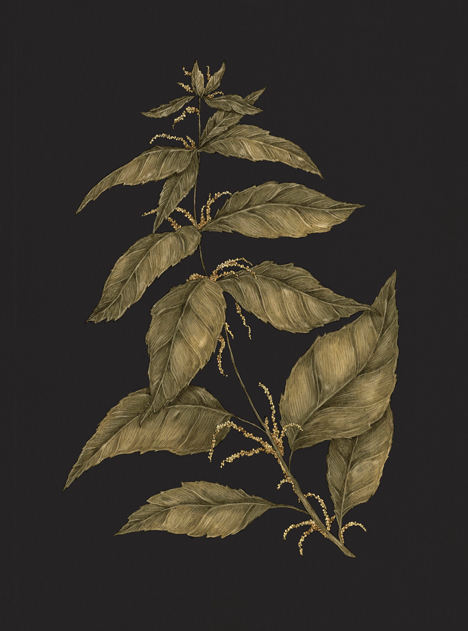 Apple Blossom – Malus