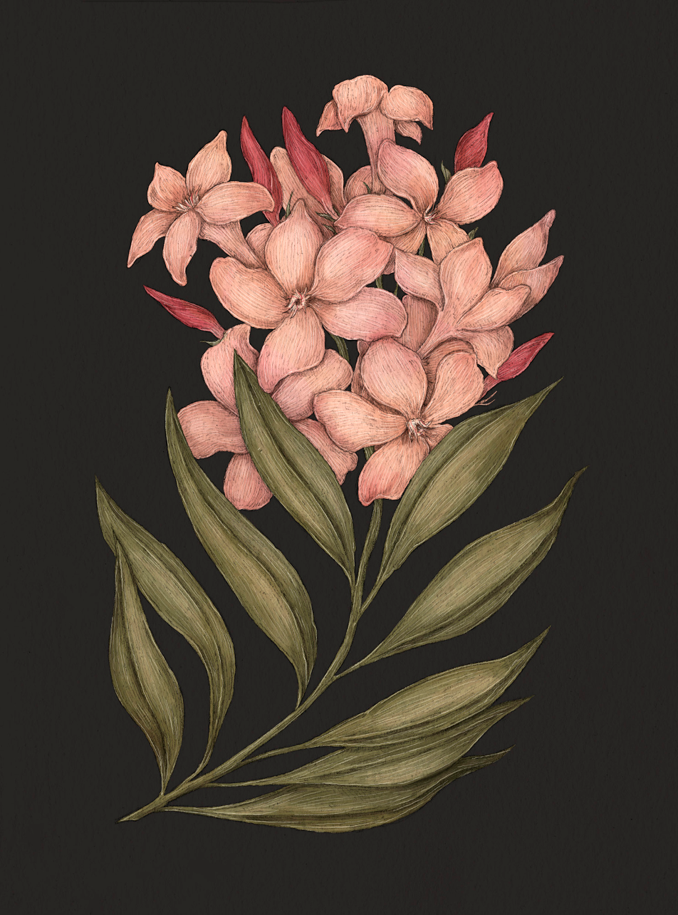 Apple Blossom – Malus