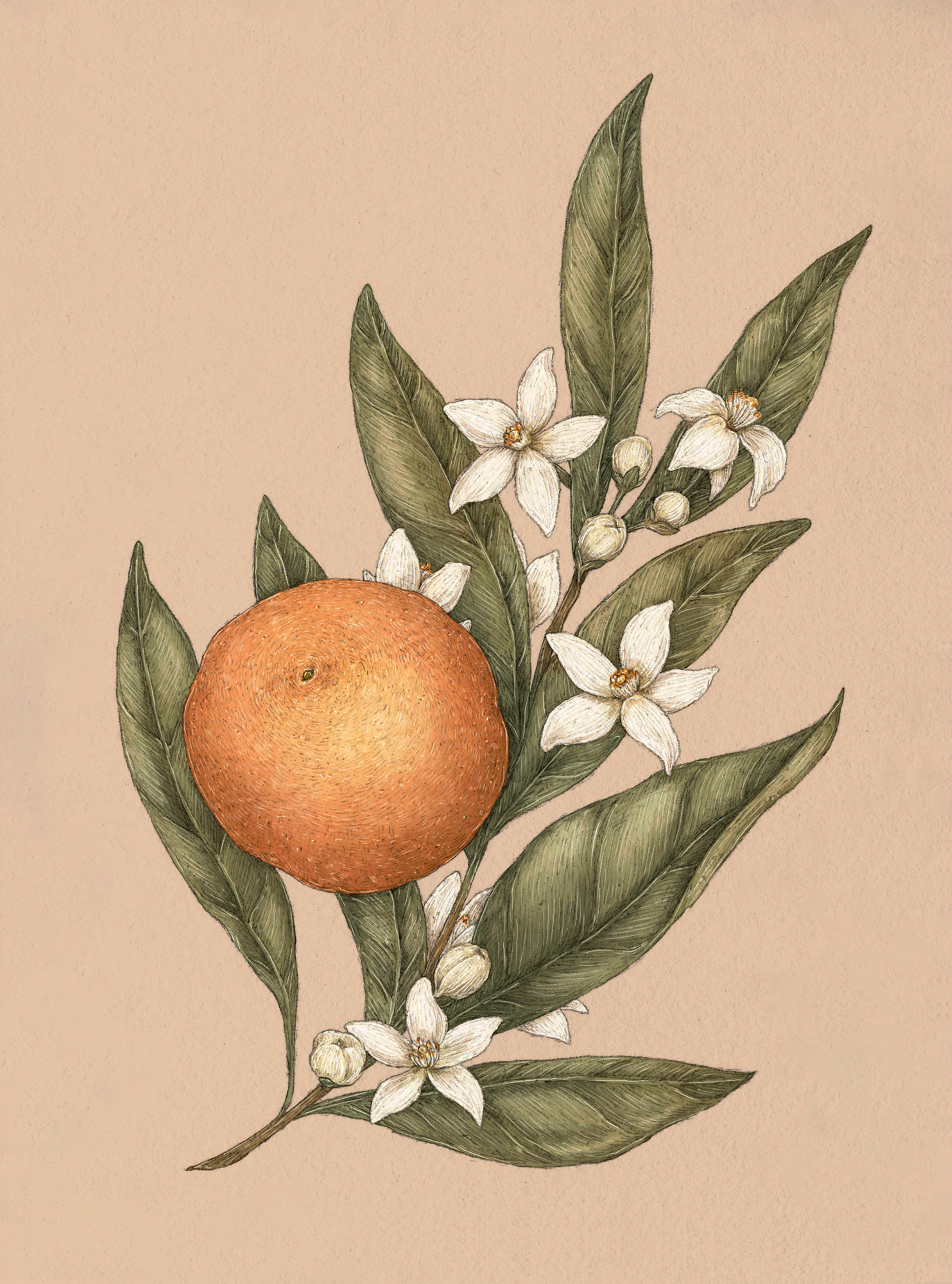Apple Blossom – Malus