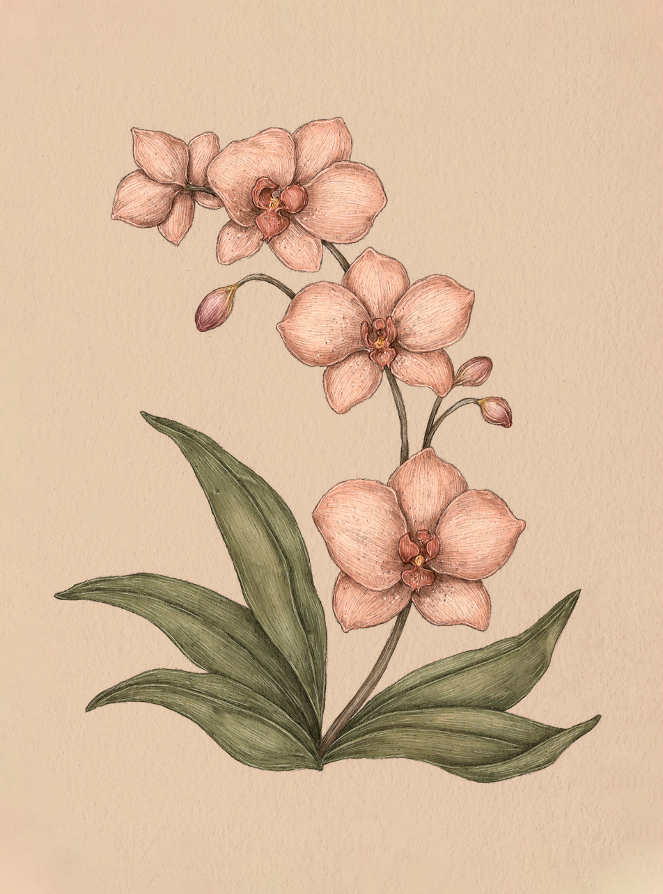 Apple Blossom – Malus