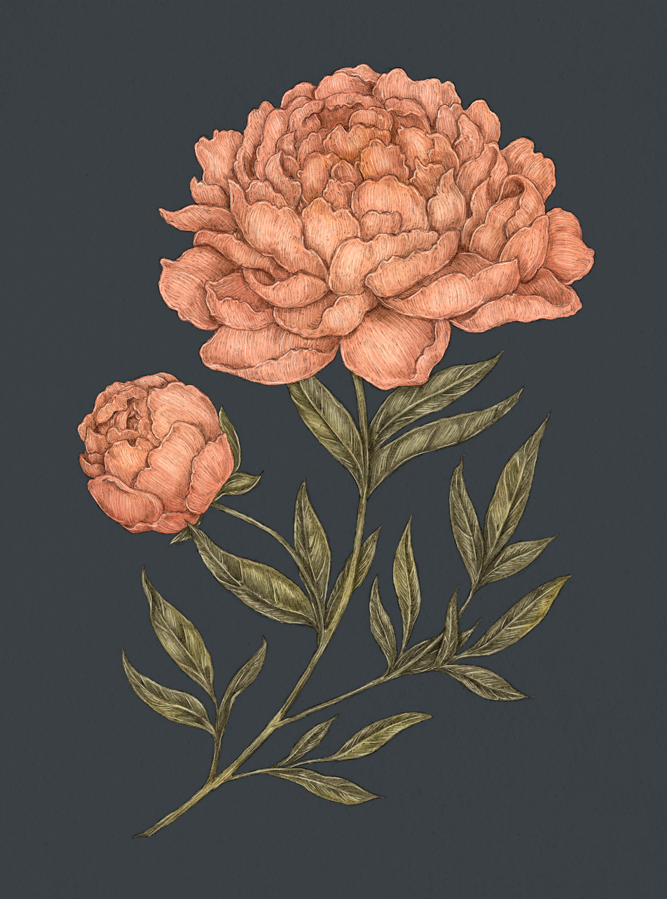 Apple Blossom – Malus