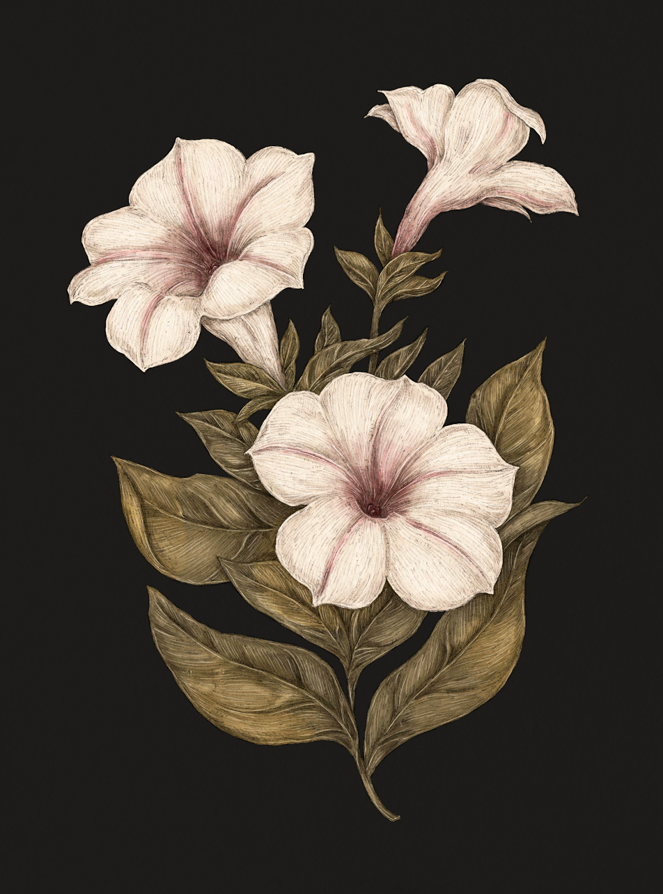Apple Blossom – Malus