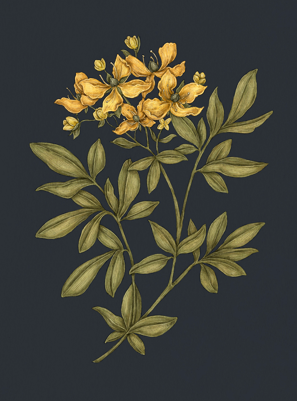Apple Blossom – Malus