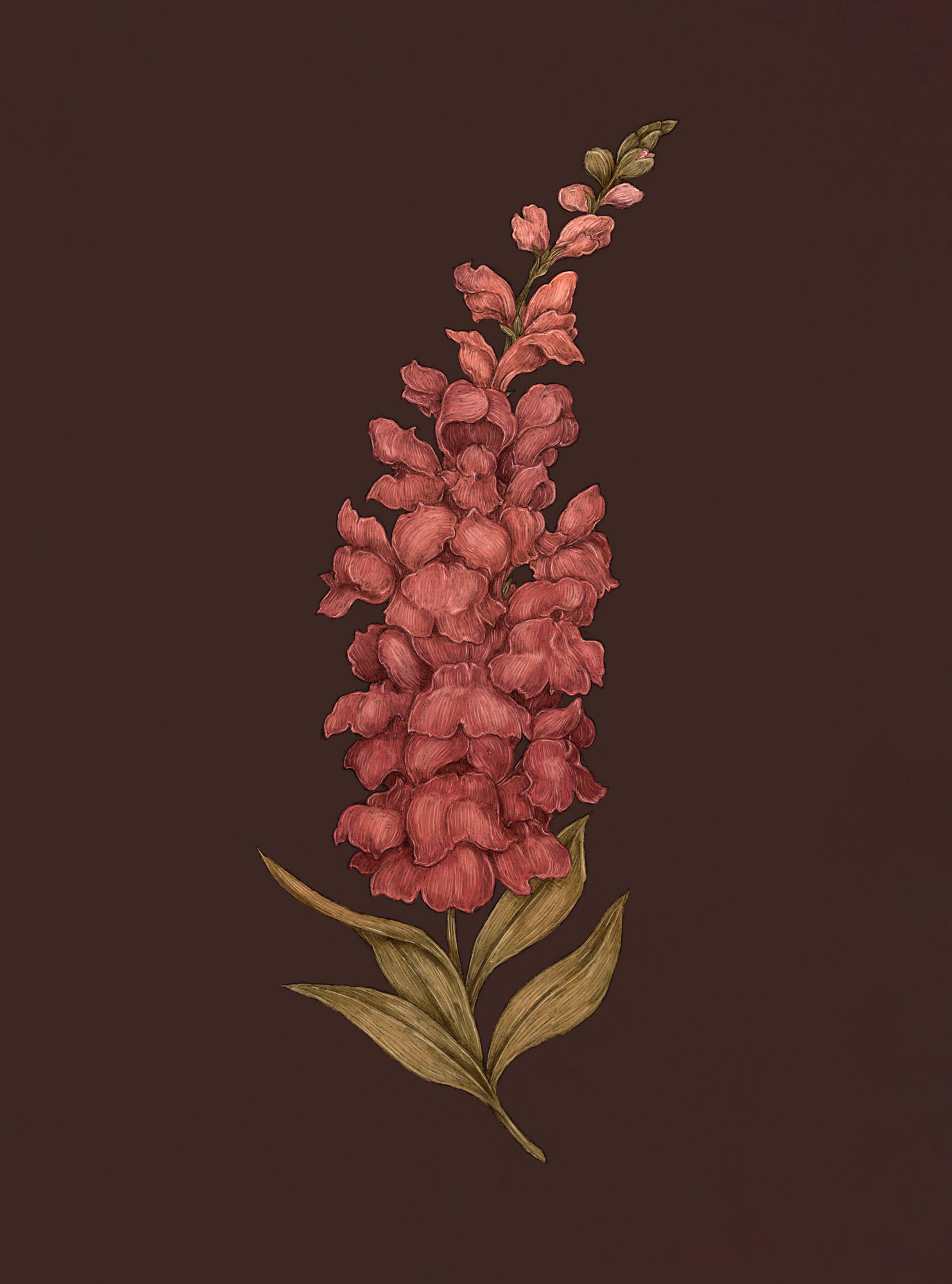 Apple Blossom – Malus
