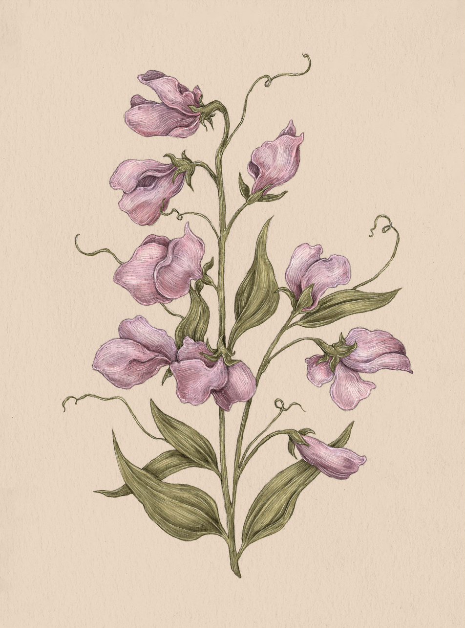 Apple Blossom – Malus