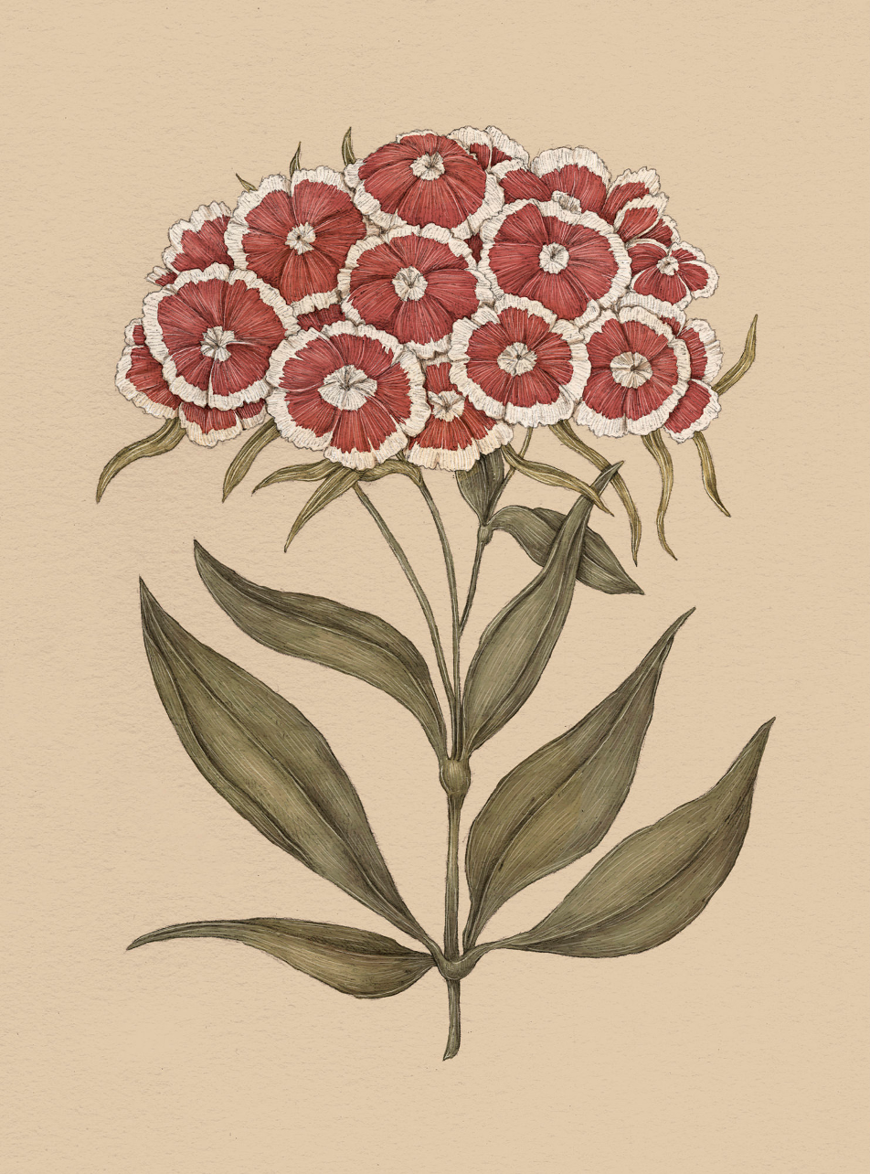 Apple Blossom – Malus